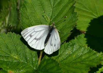 Green-veined White - Coverdale 11.05.2019