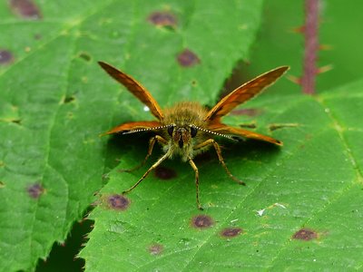 Large Skipper male - Langley Hall 07.07.2017