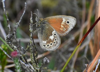 Large Heath - Meathop Moss 10.06.2019