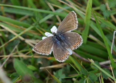 Chalk Hill Blue female - Bindon Hill 04.09.2024