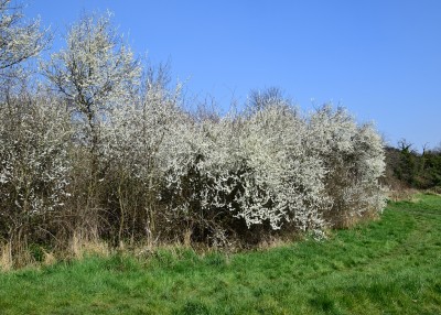blackthorn blossom - Wagon Lane 24.03.2021