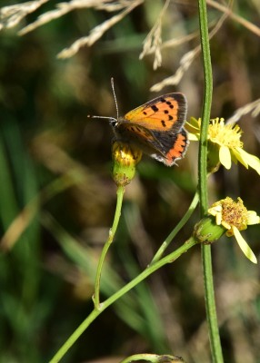 Small Copper - Wagon Lane 16.09.2024