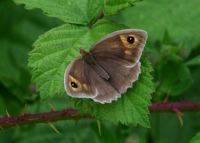 Meadow Brown - Blythe Valley 06.06.2022