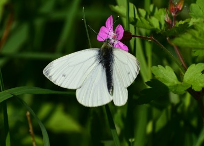 Green-veined White - Coverdale 04.05.2020
