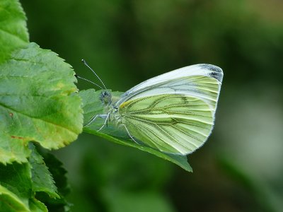 Green-veined White - Coverdale 14.07.2016
