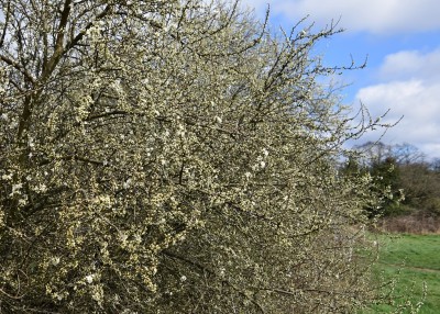 Blackthorn coming into flower - Wagon Lane Solihull 29.03.2021