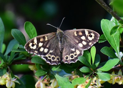 Speckled Wood female, the same one as the photo above.