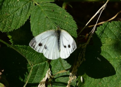 Green-veined White - Coverdale 22.07.2022