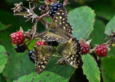 Speckled Wood males - Langley Hall 30.08.2019