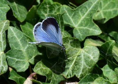 Holly Blue - Small White - Coverdale 19.07.2020