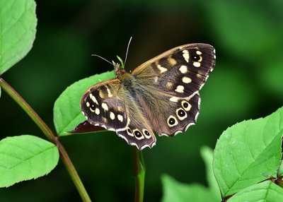 Speckled Wood male - Coverdale 25.05.2019