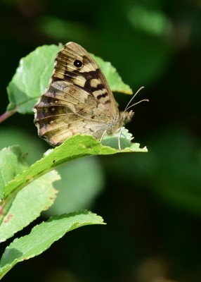 Speckled Wood - Wagon Lane 02.08.2024