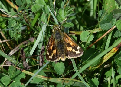 Silver-spotted Skipper female - Old Winchester Hill 27.08.2023