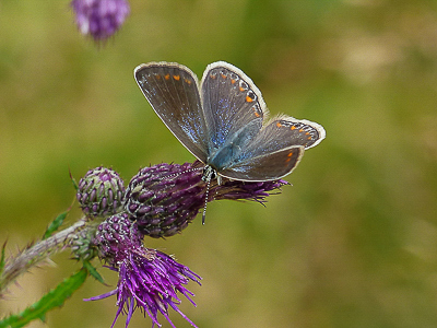 Common Blue female - Oversley Wood 18.07.18