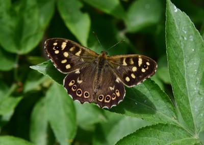 Speckled Wood - Sheldon Country Park 07.06.2023