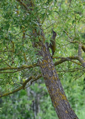 Green Woodpecker - Blythe Valley 14.07.2022