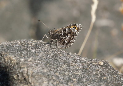 Grayling Jura 5_resize.jpg