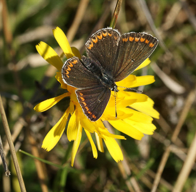 female Brown Argus