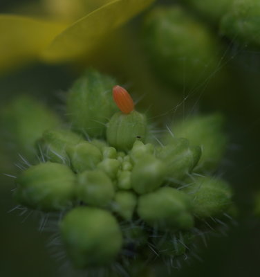 Orange-tip ova on Charlock