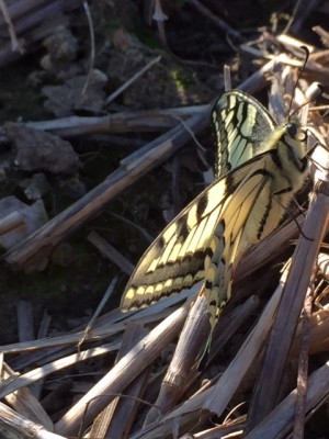 L Cornes - Swallowtail.JPG