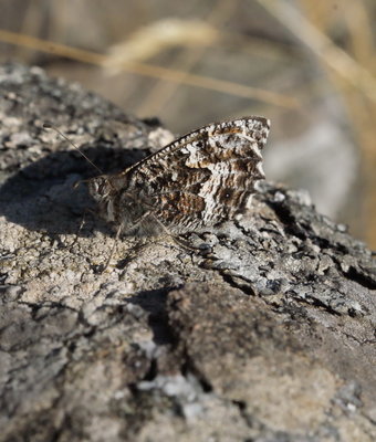 Grayling Jura 75_resize.jpg