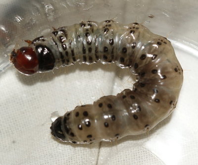 FB Ghost moth larvae 6768.jpg