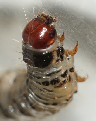 FB Ghost moth larvae 6770.jpg