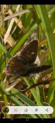 I saw this specimen at Bishop Middleham in 2010. Not a great photo I know. I'm assuming it's a Northern.