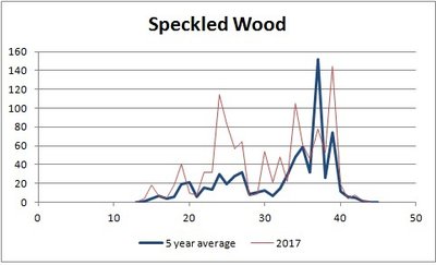 Speckled Wood.jpg
