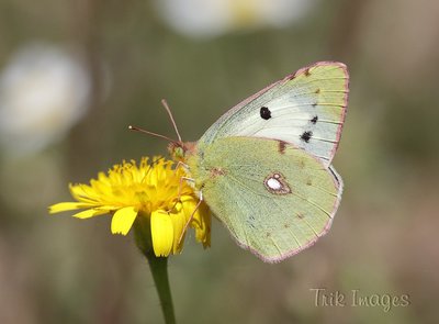 query clouded yellow_0175.jpg
