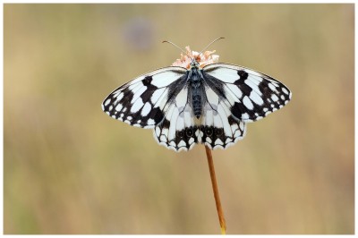 Iberian Marbled WhiteFB.jpg