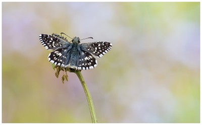 Grizzled Skipper photographed at Fenny Compton Tunnels in Warwickshire.