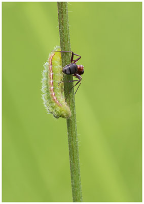 Cat and Ant ukb.jpg