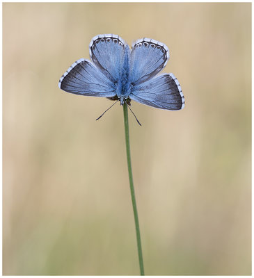 Chalk-Hill Blue3FB.jpg