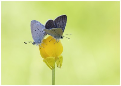 Small Blues photographed at Bishop's Hill in Warwickshire.