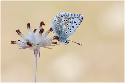 Chalk-Hill Blue6FB.jpg