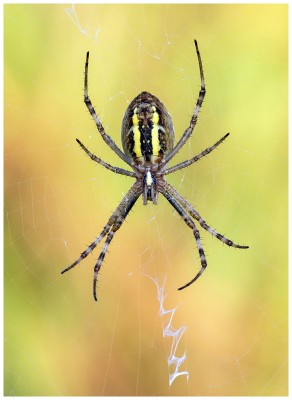 Wasp Spider2FB.jpg