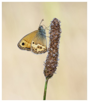 Dusky Heath2 copy.jpg