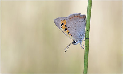 Small Copper UKB.jpg