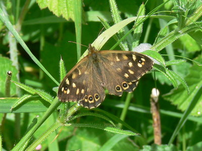 Speckled Wood - Malling Down - May 19 (2).JPG