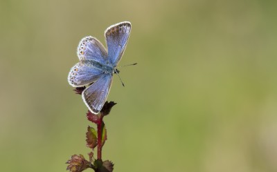 An early morning Female Common Blue.