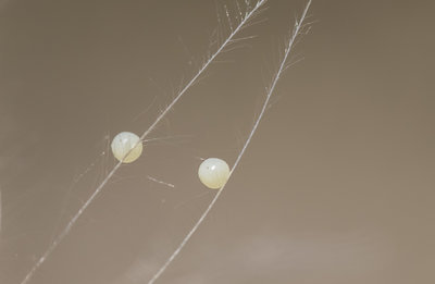 2 Wall Brown eggs on Dandelion clock.