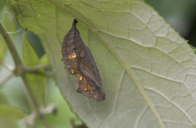 Red Admiral pupa.