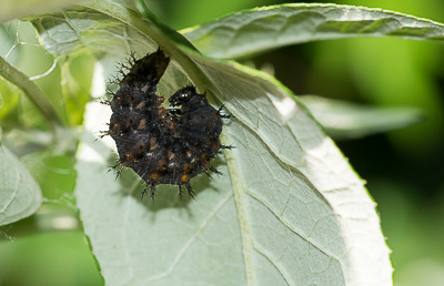 Red Admiral larva turning to pupa.