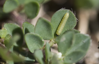 1st instar Clouded Yellow larva 17/9/2018.