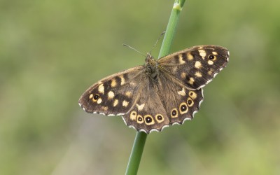 Speckled Wood. Seaford.