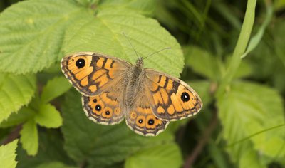 Female Wall Brown. July 2017.