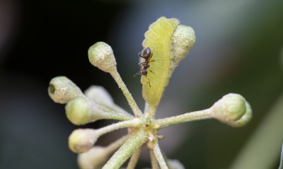 Holly Blue larva plus Ant plus Ova shell.