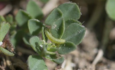 1st instar Clouded Yellow larva 17/9/2018.