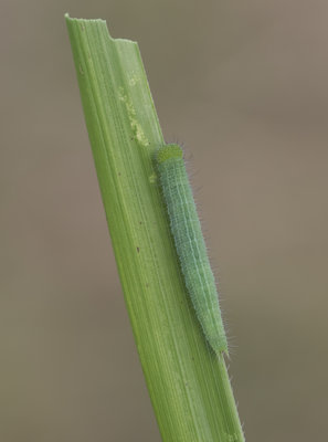 Wall Brown larva with grass showing feeding pattern.